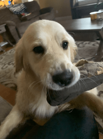 Piper Biting Shoes