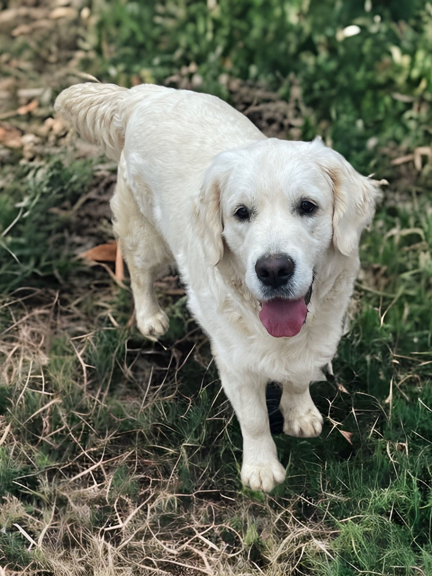 Piper Biting Shoes